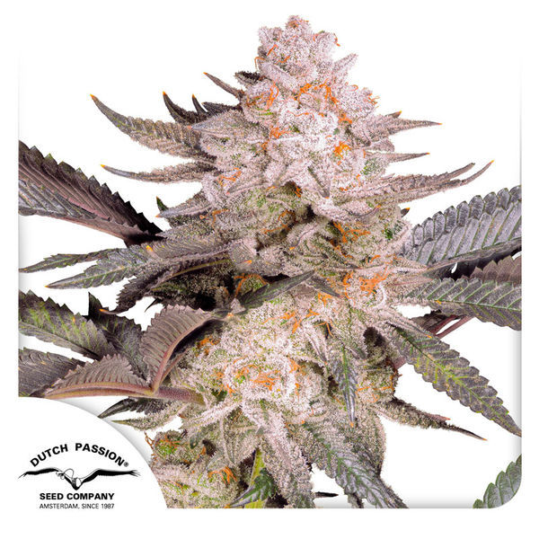 Orange Bud 2.0 (Dutch Passion) Feminiserade