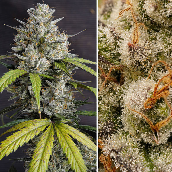 Auto Melonade Runtz (Dutch Passion) Feminiserade