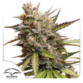 Auto Melonade Runtz (Dutch Passion) feminiserade