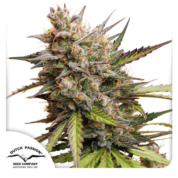 Auto Melonade Runtz (Dutch Passion) Feminiserade