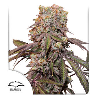 Auto Candy Bubatz XL (Dutch Passion) feminiserade cannabisfr&ouml;n