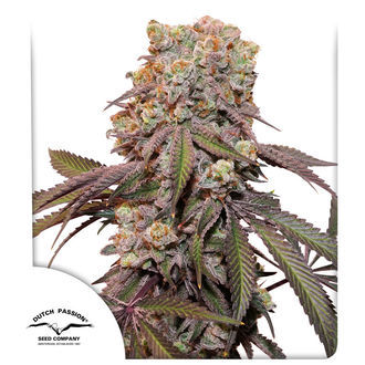 Auto Candy Bubatz XL (Dutch Passion) Feminiserade