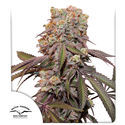 Auto Candy Bubatz XL (Dutch Passion) Feminiserade