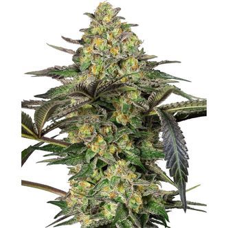Grapevine Candy (Sensi Seeds) feminiserade cannabisfr&ouml;n