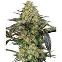 Grapevine Candy (Sensi Seeds) Feminiserade