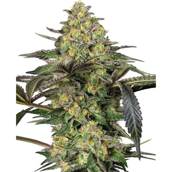 Grapevine Candy (Sensi Seeds) Feminiserade