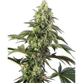 Cosmic Kiss (Sensi Seeds) feminiserade