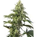 Cosmic Kiss (Sensi Seeds) Feminiserade