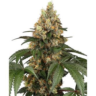 Chocolate Rainbow XXL (Sensi Seeds) Feminiserade