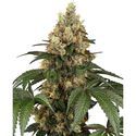 Chocolate Rainbow XXL (Sensi Seeds) Feminiserade