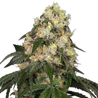 White Biscotti OG XXL (White Label) Feminiserade