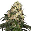 White Biscotti OG XXL (White Label) Feminiserade