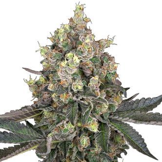 Sweet Berry Breeze (White Label) feminiserade cannabisfr&ouml;n