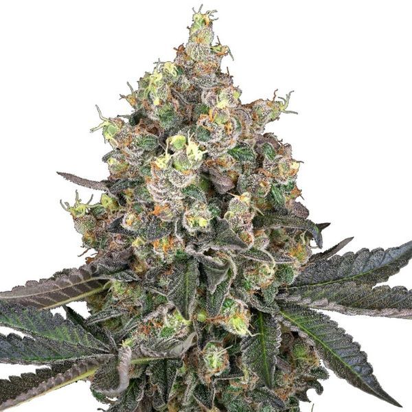 Sweet Berry Breeze (White Label) Feminiserade
