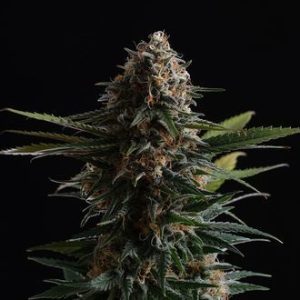 Candy Cream Go Fast (Kannabia) Feminiserade