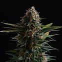 Candy Cream Go Fast (Kannabia) Feminiserade