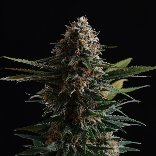 Candy Cream Go Fast (Kannabia) Feminiserade