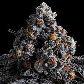 Indigo Sapphire (Anesia Seeds) Feminiserade cannabisfr&ouml;n