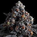 Indigo Sapphire (Anesia Seeds) Feminiserade