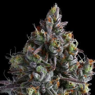 Coco Jambo (Anesia Seeds) Feminiserade