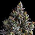 Coco Jambo (Anesia Seeds) Feminiserade