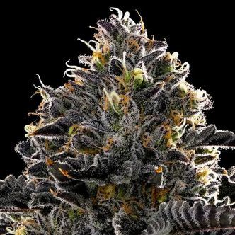 Purple Lobster (Anesia Seeds) Feminiserade cannabisfr&ouml;n