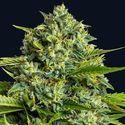 Sticky Boof (Anesia Seeds) Feminiserade