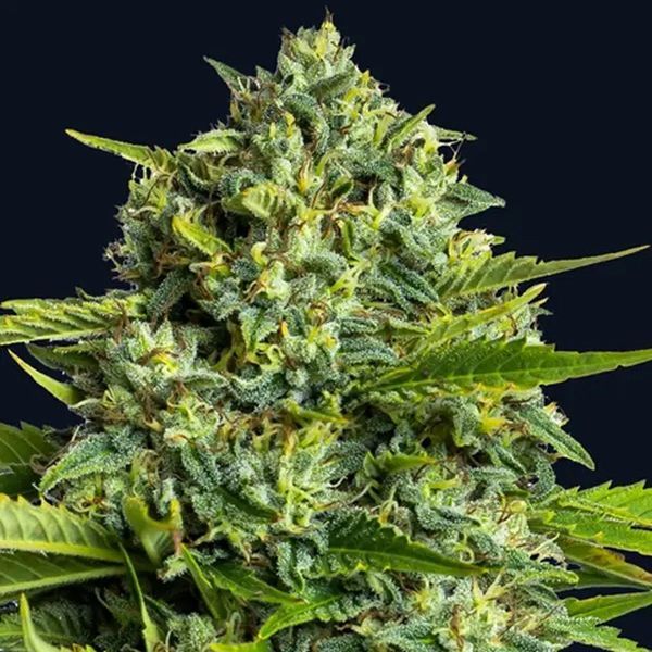 Sticky Boof (Anesia Seeds) Feminiserade