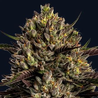 Chimera Cut (Anesia Seeds) feminiserade