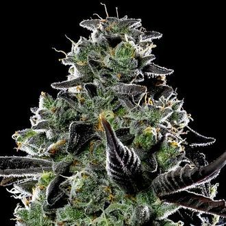 Violet Face Auto (Anesia Seeds) Feminiserade