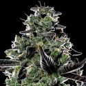 Violet Face Auto (Anesia Seeds) Feminiserade
