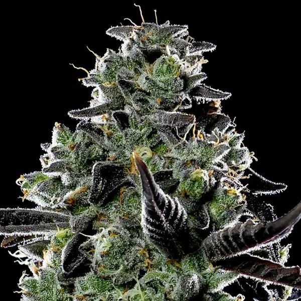 Violet Face Auto (Anesia Seeds) Feminiserade