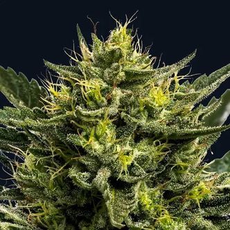 Wham Boom Auto (Anesia Seeds) Feminiserade