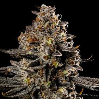 Smashberry Fumez Auto (Anesia Seeds) Feminiserade cannabisfr&ouml;n