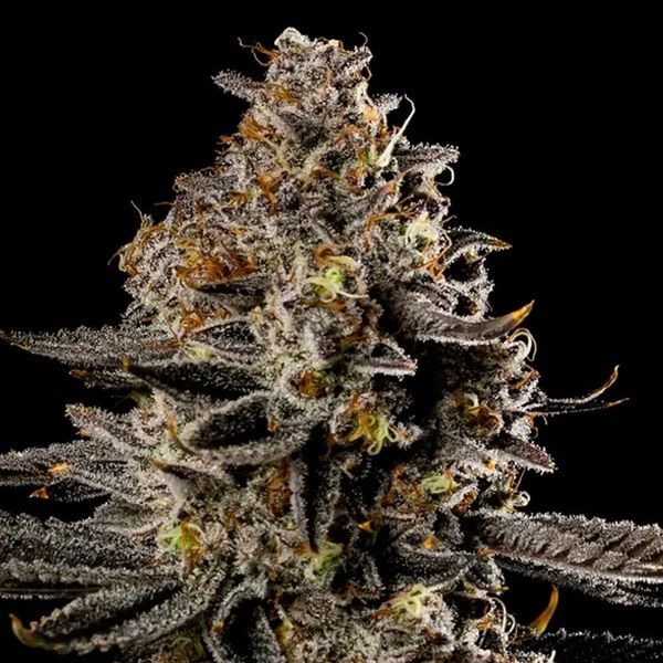 Smashberry Fumez Auto (Anesia Seeds) Feminiserade