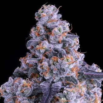 Epic Buzz Auto (Anesia Seeds) Feminiserade