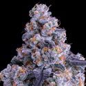Epic Buzz Auto (Anesia Seeds) Feminiserade