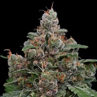 Sun of a Peach (Anesia Seeds) feminiserade