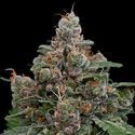 Sun of a Peach (Anesia Seeds) Feminiserade