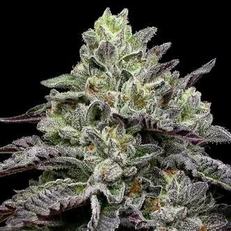 Smashberry Fumez (Anesia Seeds) feminiserade