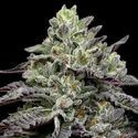 Smashberry Fumez (Anesia Seeds) Feminiserade