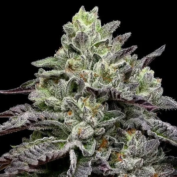 Smashberry Fumez (Anesia Seeds) Feminiserade