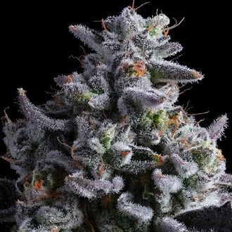 Elementz (Anesia Seeds) Feminiserade