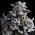 Elementz (Anesia Seeds) Feminiserade