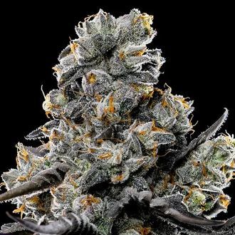 Violet Face (Anesia Seeds) Feminiserade