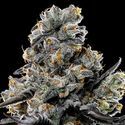 Violet Face (Anesia Seeds) Feminiserade