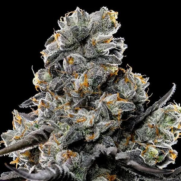 Violet Face (Anesia Seeds) Feminiserade