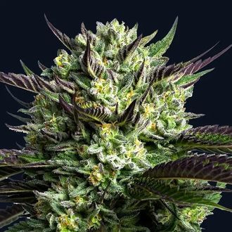 Wham Boom (Anesia Seeds) Feminiserade