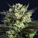Wham Boom (Anesia Seeds) Feminiserade