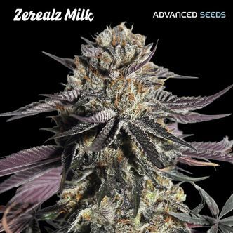 Zerealz Milk (Advanced Seeds) feminiserade
